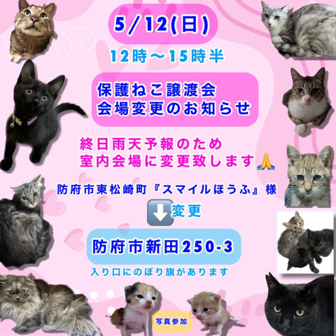 保護ねこ譲渡会