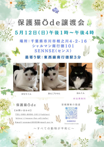 保護猫　Ödeアード譲渡会