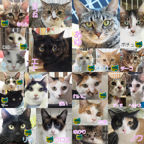 成猫中猫25匹+アルファ／愛知県みよし市