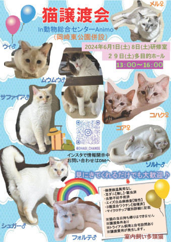 猫譲渡会in岡崎アニモ