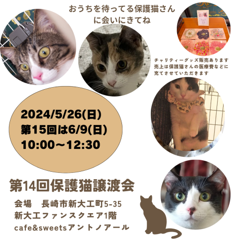 保護猫譲渡会