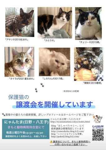 にゃんたま(日野・八王子)