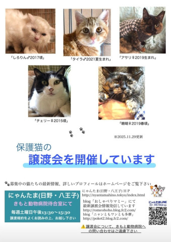 にゃんたま(日野・八王子)