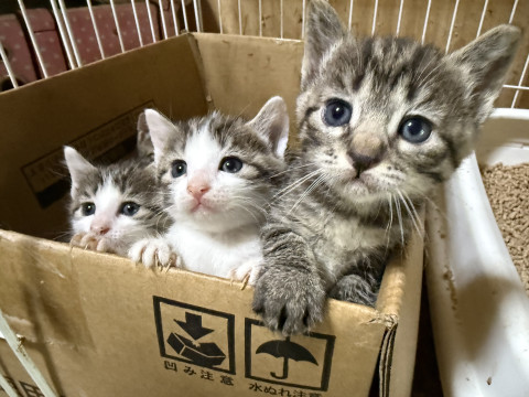 猫の里親会　in牛久　毎月第四日曜日開催