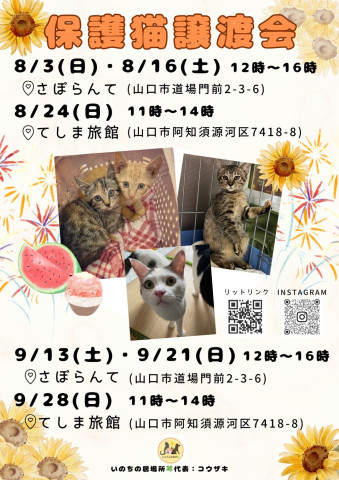 保護猫譲渡会 in山口市TSUMUGUN