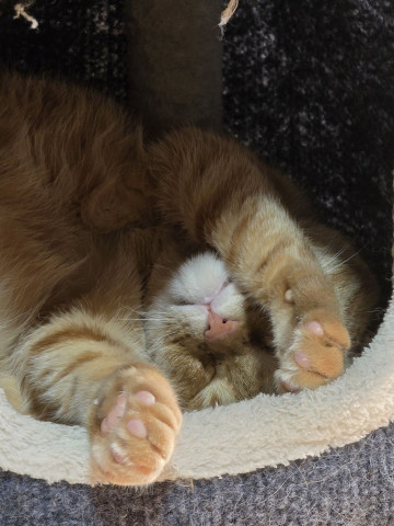 しっぽっぽと猫ボラ団体の合同保護猫譲渡会