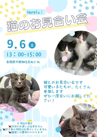 保護猫譲渡会
