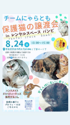 保護猫譲渡会