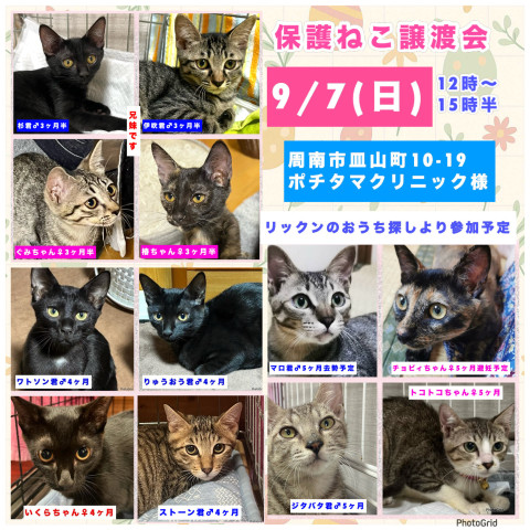 保護ねこ譲渡会in周南市