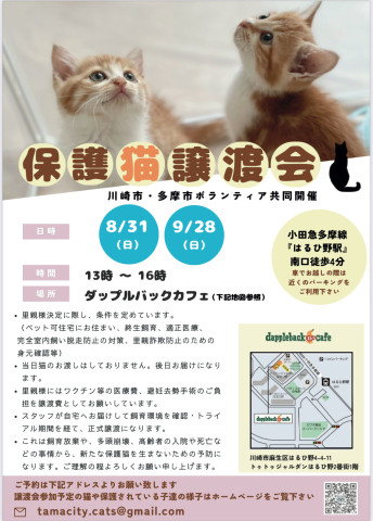 保護猫譲渡会8/31（日）in麻生区はるひ野