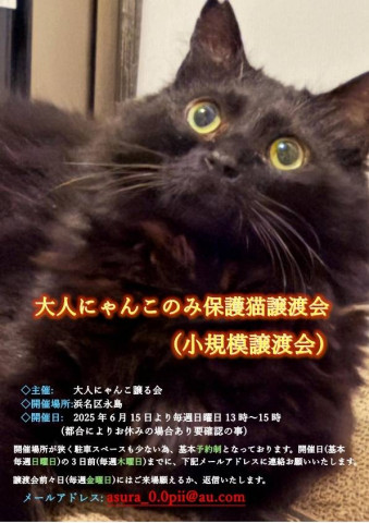 大人にゃんこのみ保護猫譲渡会