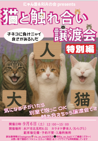 猫と触れ合い譲渡会