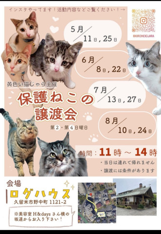 福岡県久留米市　猫の譲渡会