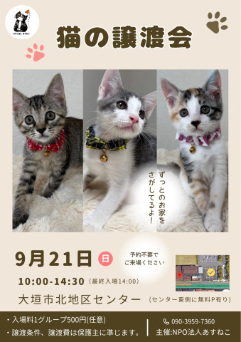 猫の譲渡会を開催します