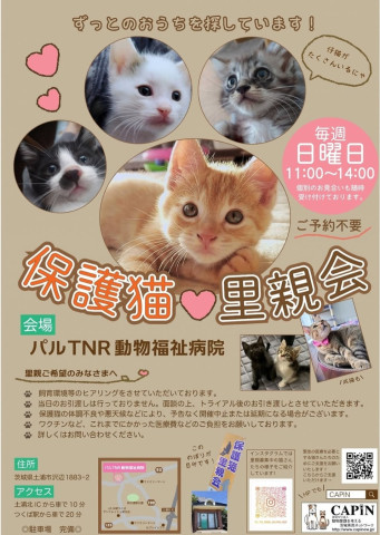 【つくば駅車20分】保護猫❤️里親会