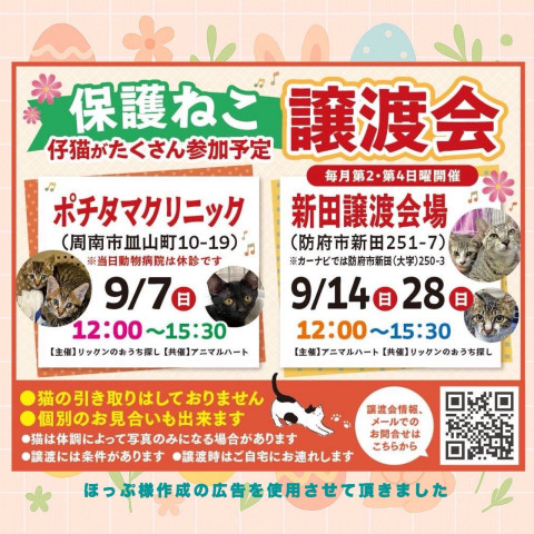 保護ねこ譲渡会