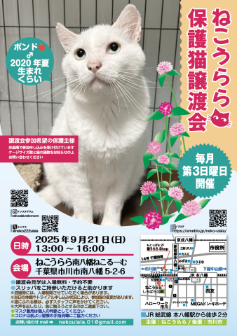 ねこうらら 保護猫譲渡会