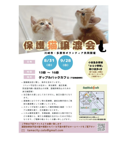 【麻生区はるひ野】保護猫譲渡会