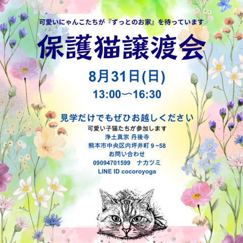 保護猫譲渡会in丹後寺
