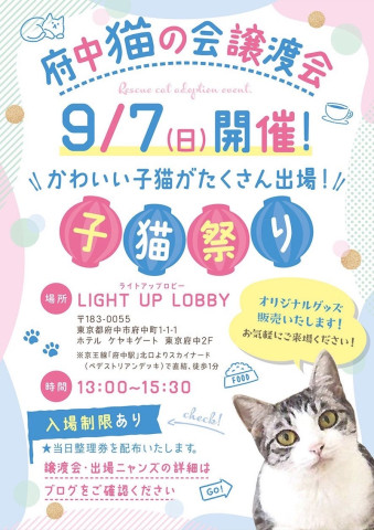 府中猫の会譲渡会