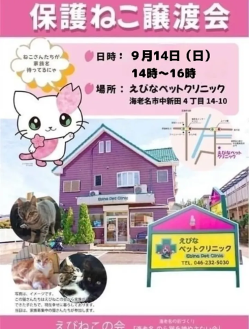 保護ねこ譲渡会@海老名