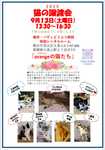 orangeの猫たちin横浜大倉山