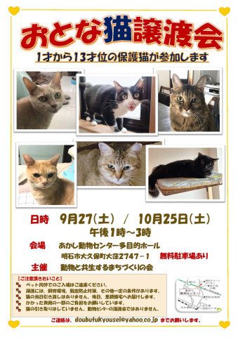 おとな猫譲渡会㏌明石