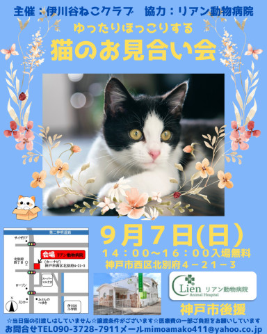 猫のお見合い会