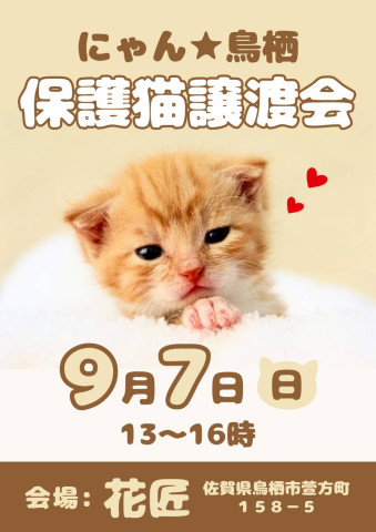 にゃん★鳥栖保護猫譲渡会