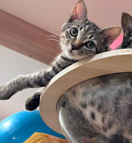 in春日井市☆子猫もいっぱい☆保護猫達を暖かいオウチに迎えよう☆2025年9月6日（土）～ 非営利団体「ちーむ にゃいんず」