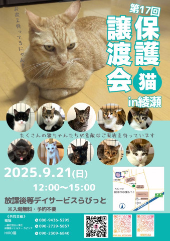 保護猫譲渡会