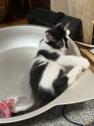 おきなわ美ら猫譲渡会♡天白区♡茶トラ☆シャム系☆フワフワ祭り