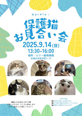 保護猫譲渡会