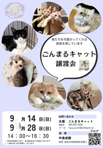 ごんまるキャット譲渡会