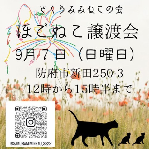 さくらみみねこの会譲渡会