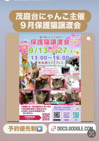 保護猫譲渡会