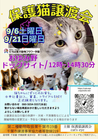 保護猫譲渡会Cat'seye