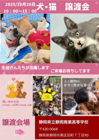 クローバー保護猫譲渡会 in 静岡商業高校