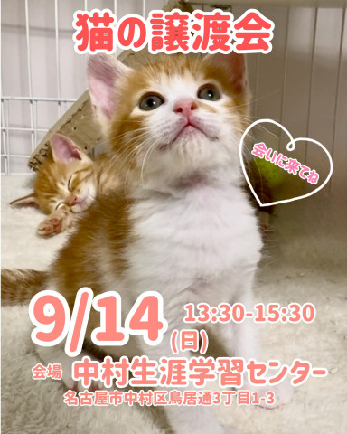 猫の譲渡会　CatNanny