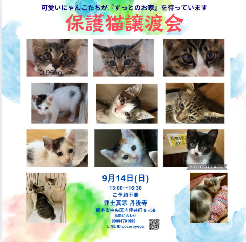 お寺で譲渡会