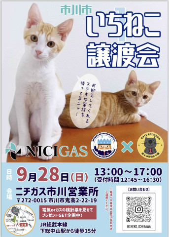 いちねこ譲渡会