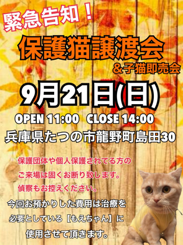 純血種ばかりの譲渡会