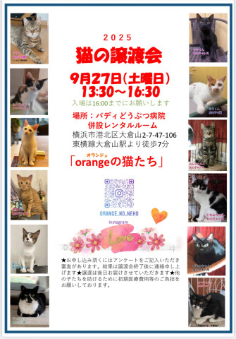 orangeの猫たちin横浜大倉山