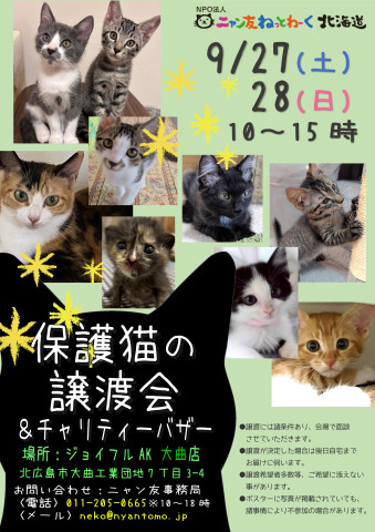 【北広島】保護猫の譲渡会inジョイフルAKペットワールド大曲店〈9/27・28〉