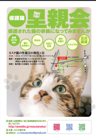 ネスタ猫の里親会@阿佐ヶ谷