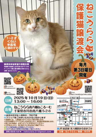 ねこうらら 保護猫譲渡会