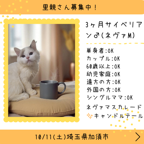 【純血猫32頭】フェアリーたまの譲渡会
