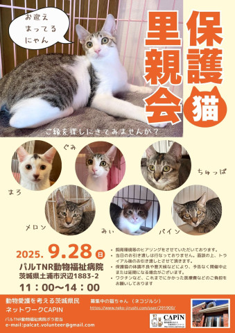 【つくば駅車20分】保護猫❤️里親会