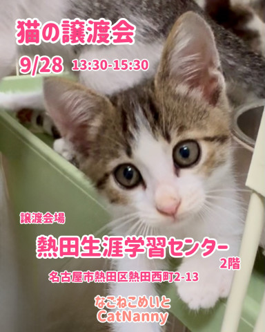 猫の譲渡会
