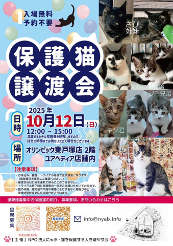 にゃぶ東戸塚オリンピック猫の譲渡会